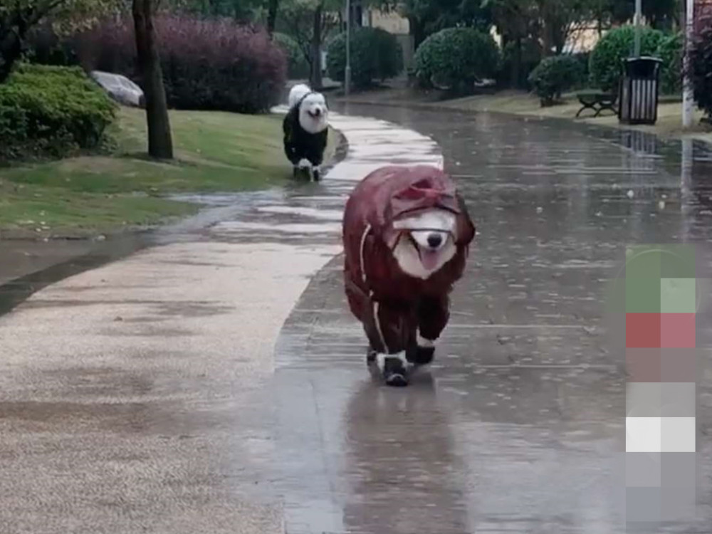 狗情侣穿雨衣雨靴雨中散步,浪漫却丢失了狗的灵魂