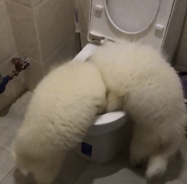 来源:宠纳网 地址:https://www.chongna.cn/dog/feed/13349.