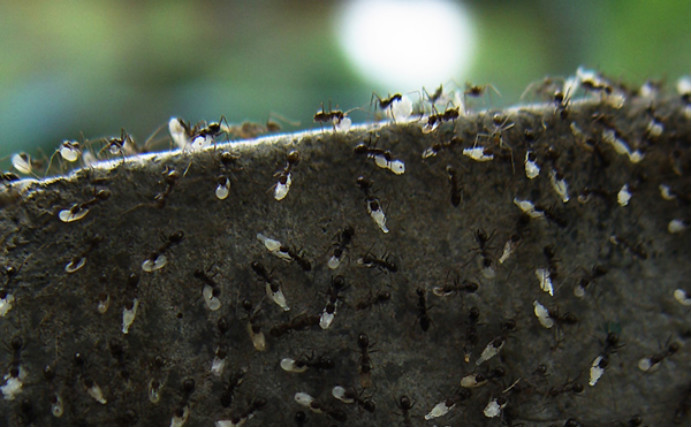 雨林中发现1亿年前火星蚂蚁样本,科学家:它是黄蜂的祖先