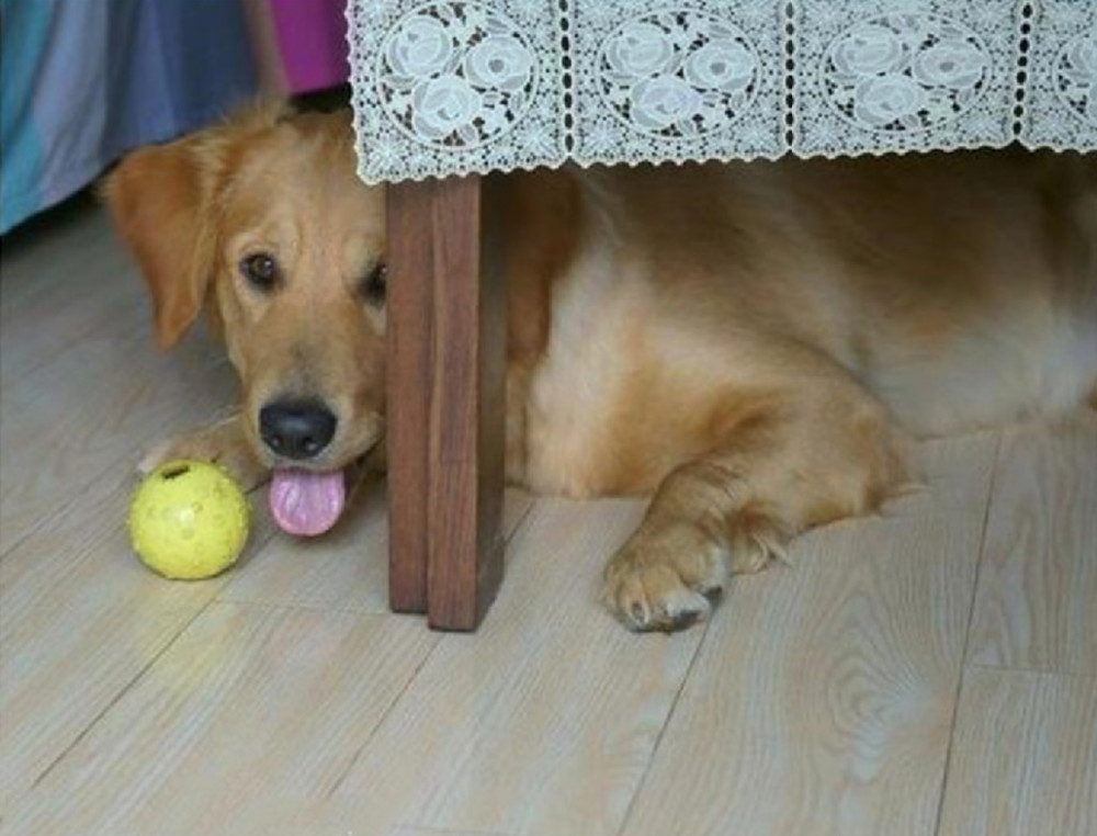 家里温顺的狗狗突然咬伤主人,到医院后,医生:全