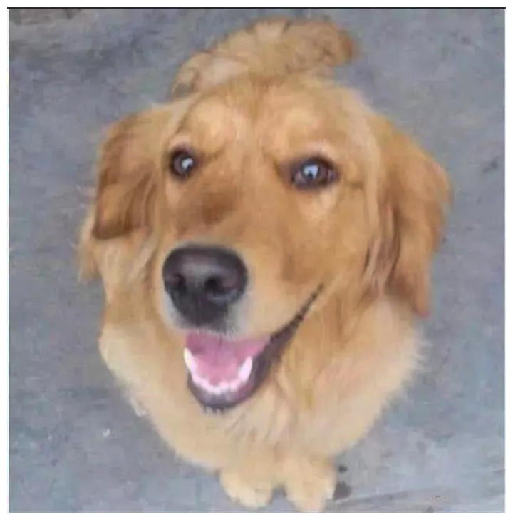 家里温顺的狗狗突然咬伤主人,到医院后,医生:全