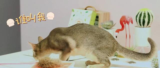 陈立农爱心爆棚,对猫狗爱不释手,2个字称呼周