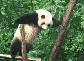熊猫表情包,你怎么可以这么可爱