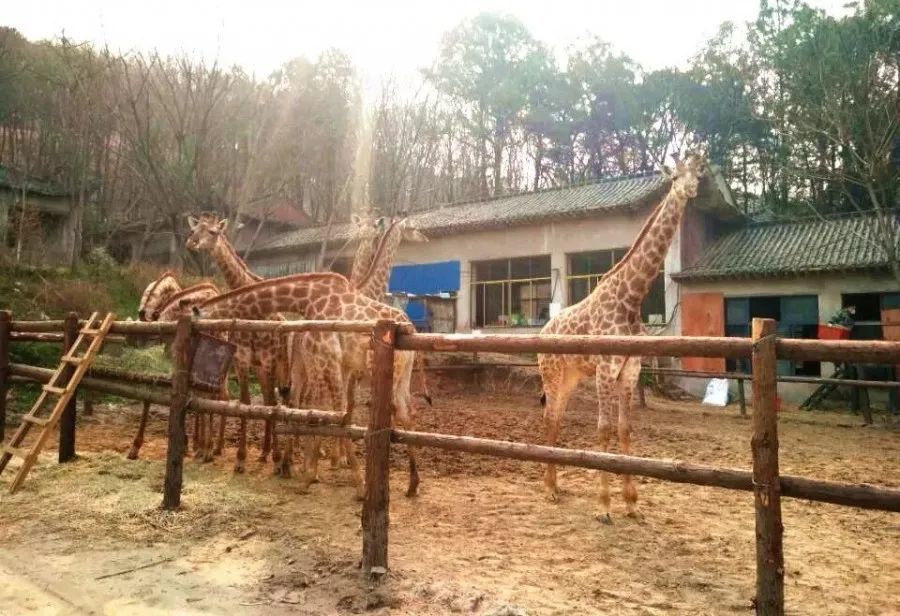 近期有市民致电询问 你好,请问武汉野生动物园12月24日可以开园吗.