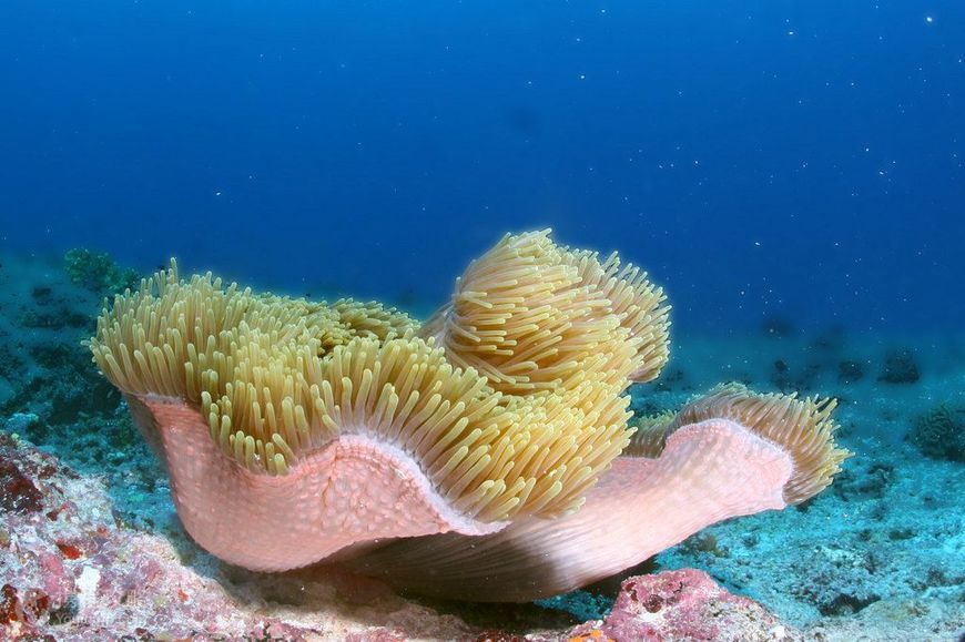 全世界最喜欢日本的国家,把日语写进宪法,至今