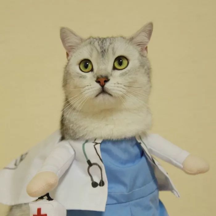 可爱猫咪情头一对两张