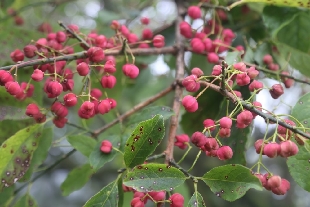 贵州铜仁:中药树西南卫矛现身海拔2千米高山,艳如梅花