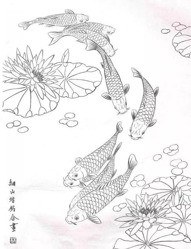 工笔锦鲤画法与白描画稿教学示范,工笔鱼的画法步骤及