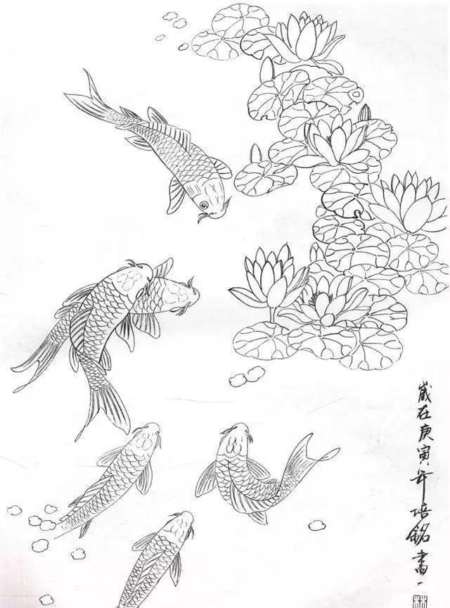 工笔锦鲤画法与白描画稿教学示范,工笔鱼的画法步骤及