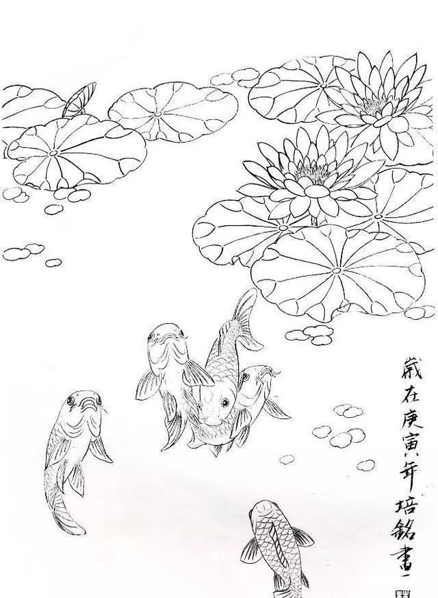 工笔锦鲤画法与白描画稿教学示范,工笔鱼的画法步骤及