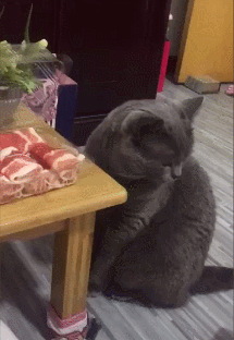 猫咪,蓝猫,表情包,英短,宠物