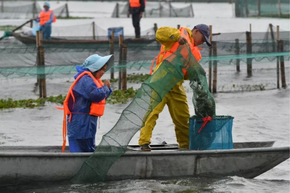 阳澄湖大闸蟹开湖捕捞.图/视觉中国