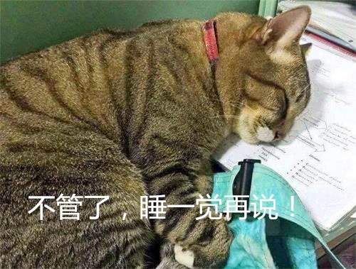 猫咪趴在主人的作业上,表情很是痛苦,网友:那是我的真实写照!