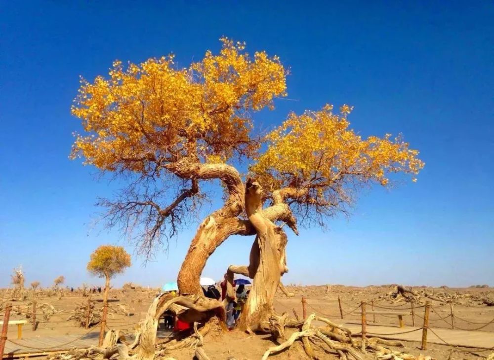 阿拉善:额济纳胡杨林 巴丹吉林沙漠