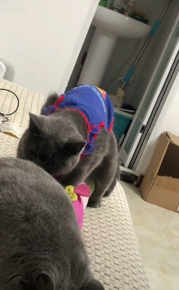 英短蓝猫打不过大胖猫 搞起了偷袭 实力不够心机来凑 模样萌翻 看点快报