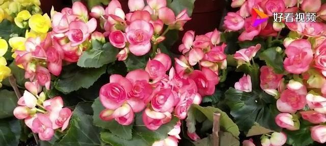 这种 玫瑰 是出名了 开花机器 花名远扬 花期特长 看点快报