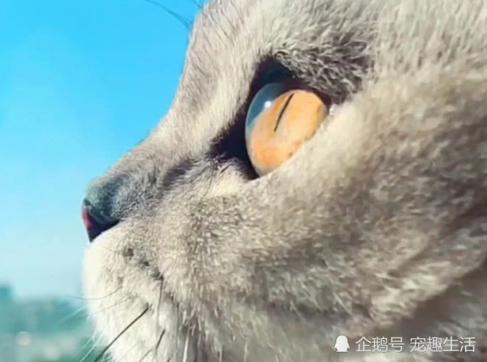 猫咪对着天空发呆,主人从侧面一看,被这透明的眼睛吸引了!