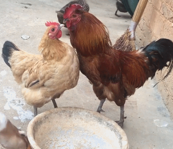 动物 鸡 591_512 gif 动态图 动图