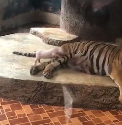 猪什么虎猜成语_看图猜成语猪狗的图片(3)