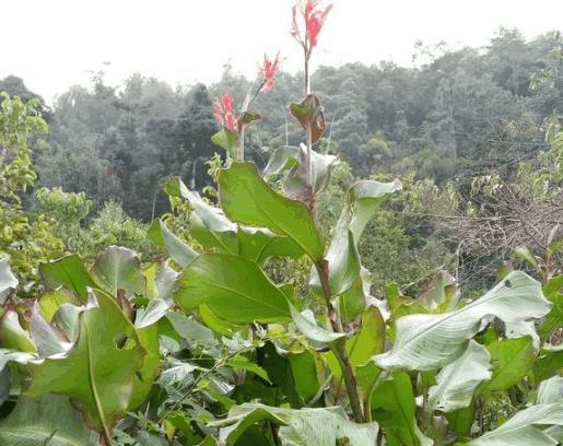 以前农村人种了喂猪的芭蕉芋,现在还有人种植吗?人可不可以吃?