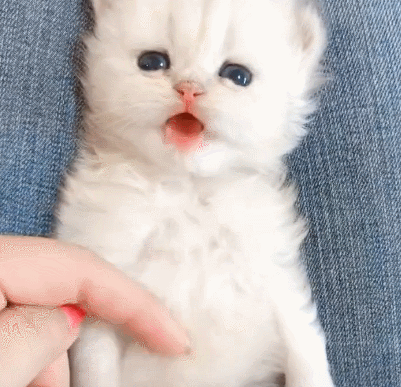 不停的逗弄奶猫,张开嘴啊啊叫,可爱气质迷倒一堆人!