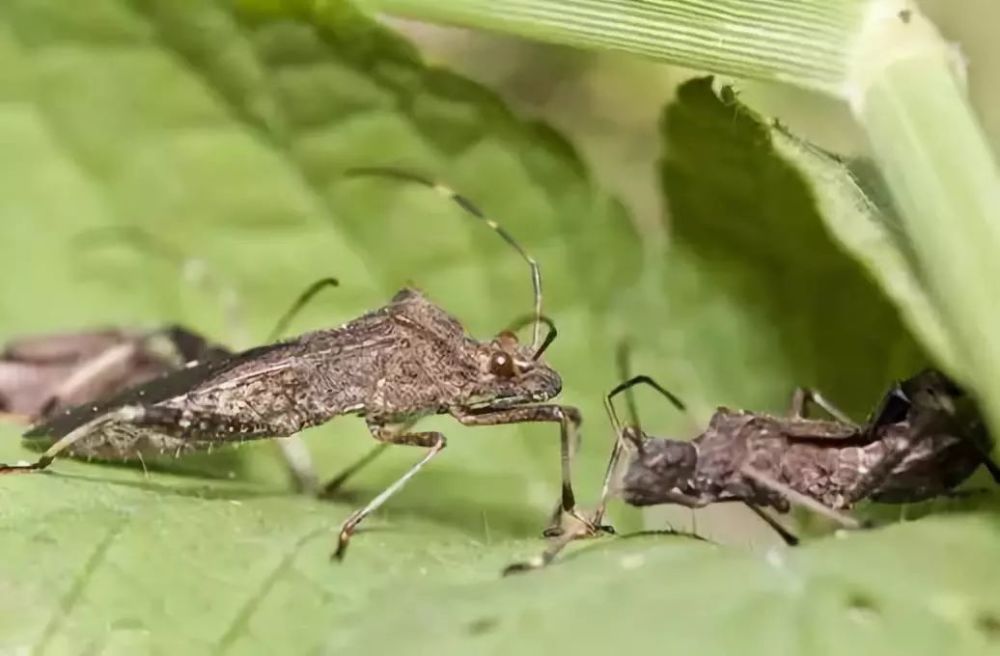 昆虫,害虫,天敌,幼虫,蚜虫