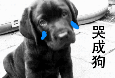 要么就是什么成狗,辣么多的动物,就拿狗狗寻开心吗?