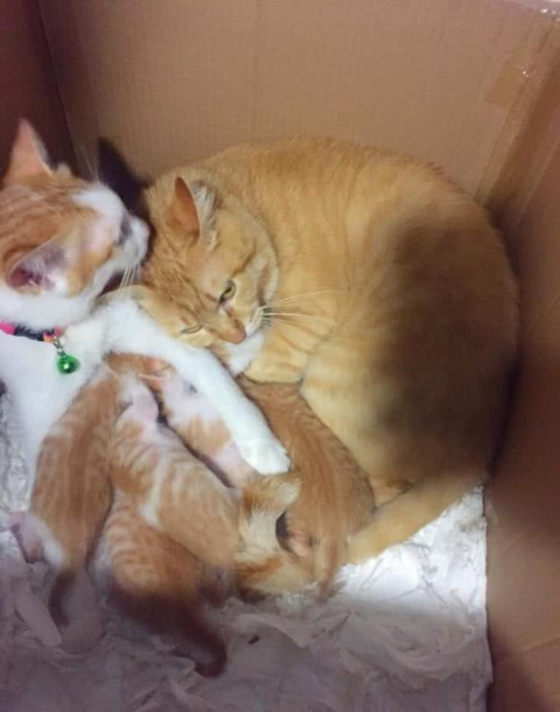 橘猫一胎生下五宝,再看猫崽爸妈这体型,主人:这次要吃穷了