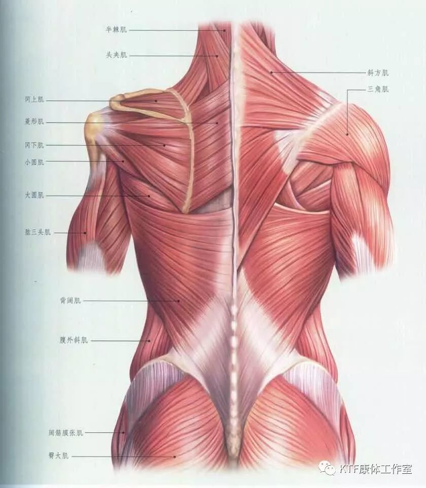 最详细肌肉拉伸教程一:背部拉伸 01 背部肌群解剖图 前锯肌 这块肌肉