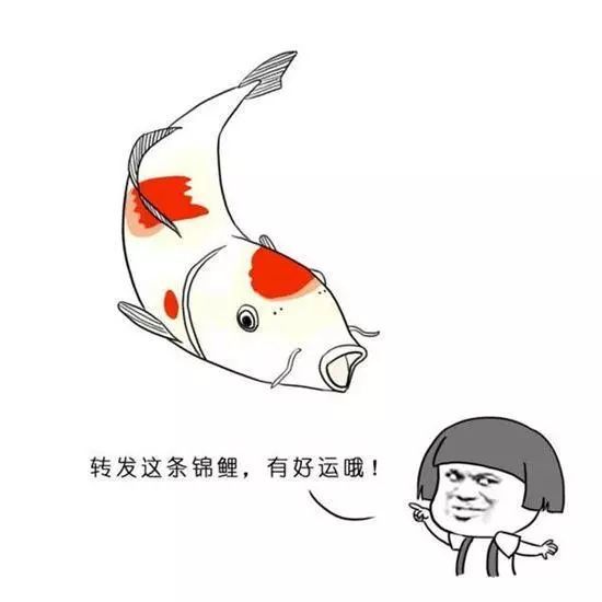 代表吉祥物,幸运儿的意思,人们用日常转发锦鲤以希冀好运降临 1