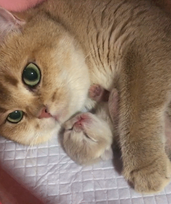 猫妈抱猫崽睡觉,主人手摸小猫,狗妈一瞧稀罕得不得了!