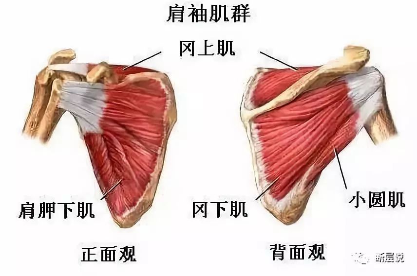 详解"肩胛下肌与前锯肌"