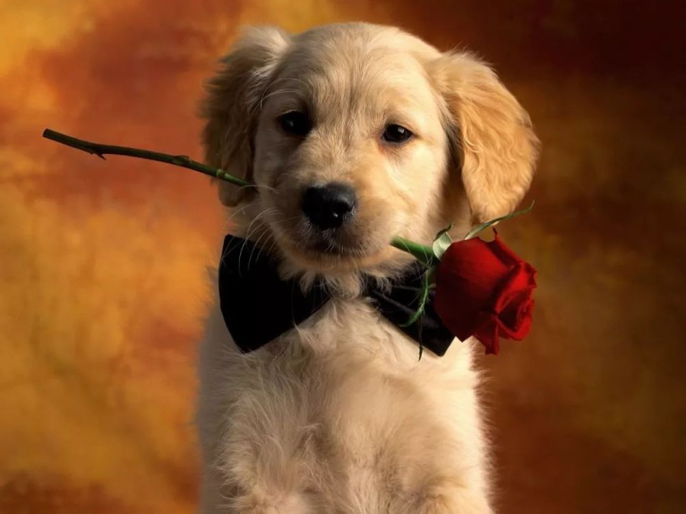趣味测试: 你会选哪个狗狗叼的玫瑰花,测你和另一半的