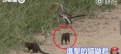 猫鼬遇见嘴犀鸟