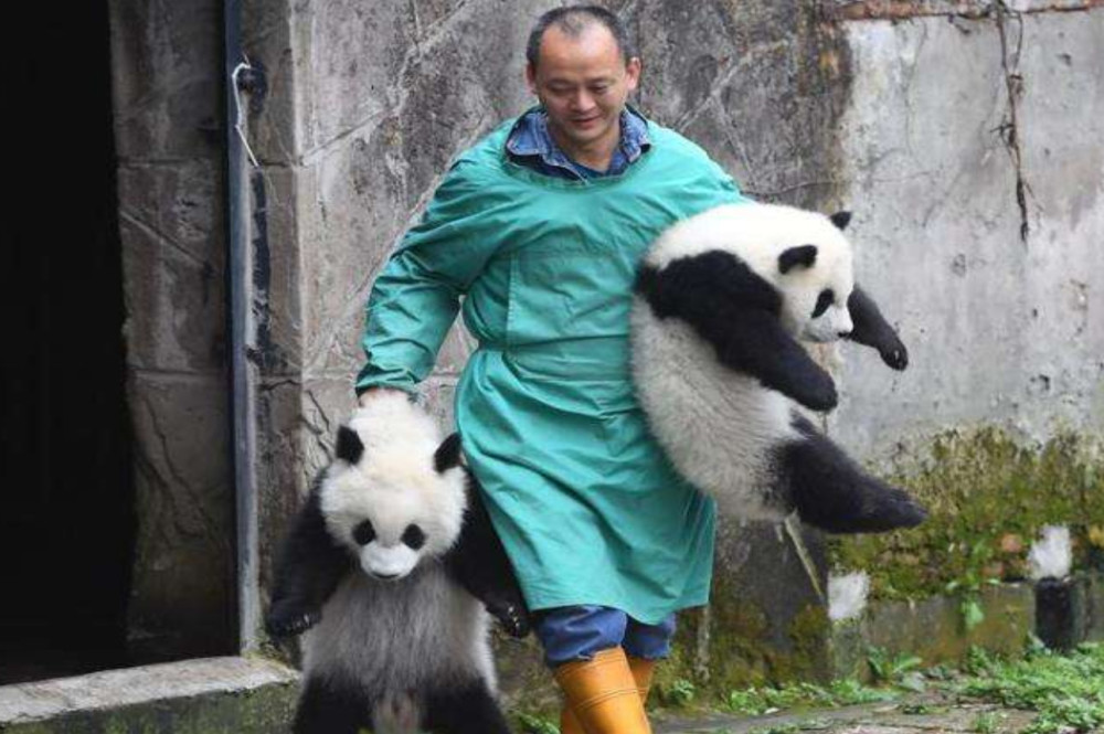 饲养员,大熊猫,国宝,动物,生活
