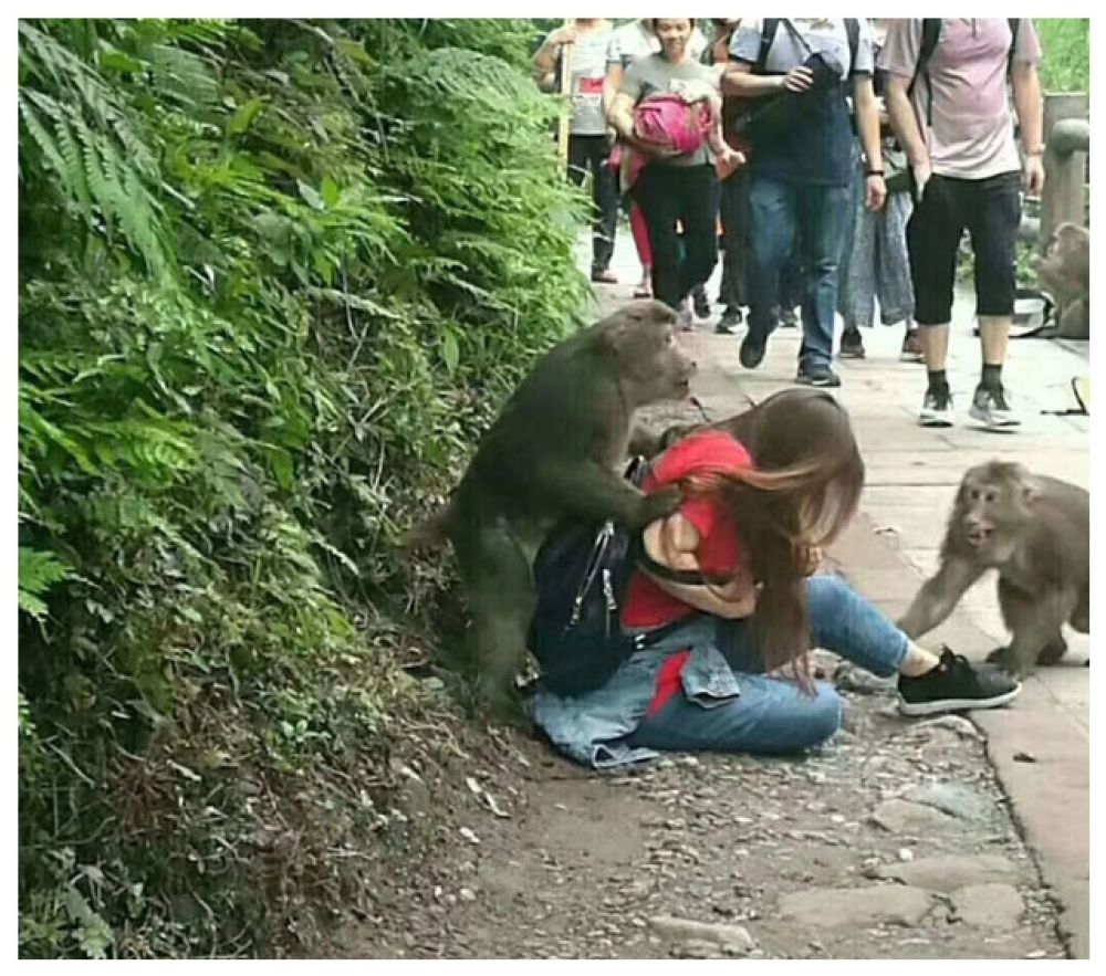 美女爬峨眉山,半路惨遭猴子袭胸扒裤子,羞得美女提起裤往山下跑