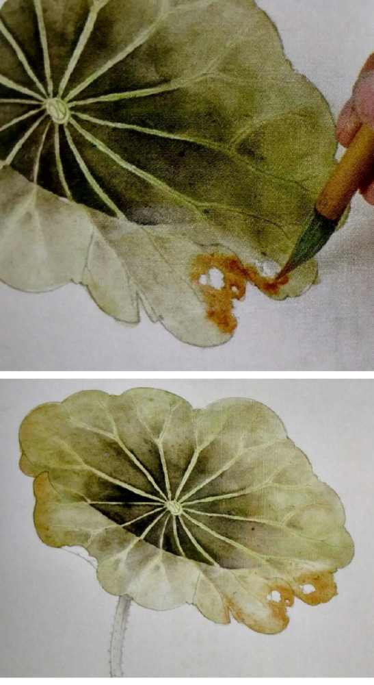 工笔画学习:正面荷叶的画法详细步骤