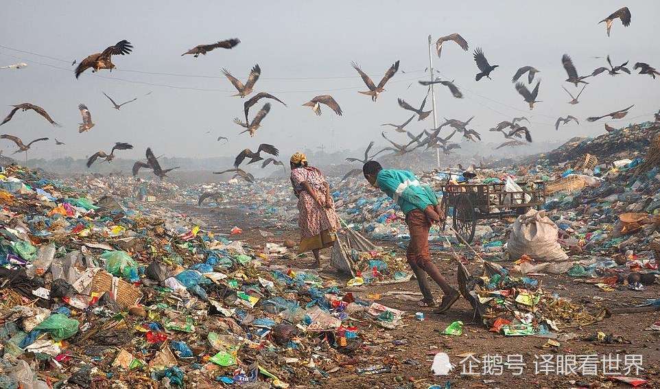 摄影,地球环境,落网乌龟,垃圾,环境污染