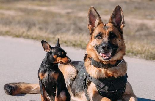 中国本土的五种狼犬,第四种自主培育,第五种即将"灭绝!