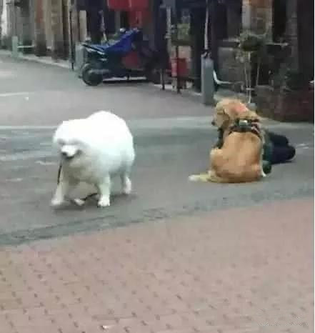 主人测试狗狗假装晕倒,金毛独守,萨摩却溜走,后面才知
