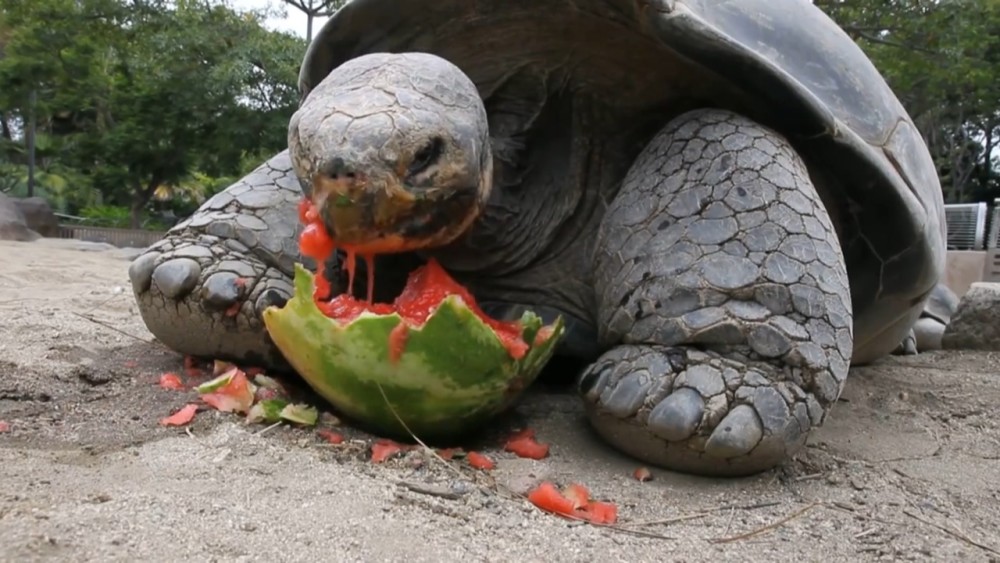 西瓜来 还真是一点都不含糊来着 不过小编认为 最牛的那就非这鳄鱼