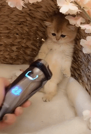 主人用剃须刀给猫咪剃毛,小猫咪练起了拳击,左勾拳右