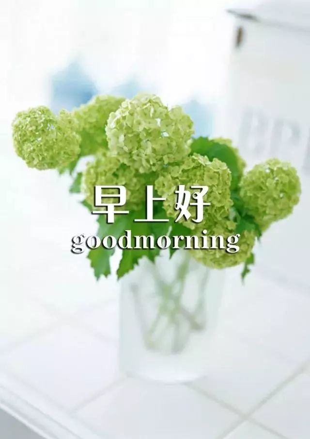 2019最新漂亮早上好图片鲜花带字 新的一天早安语心情