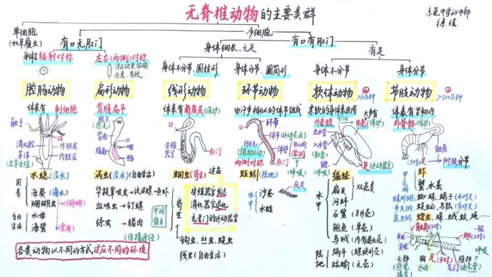 七分钟思维导图复习无脊椎动物的主要类群