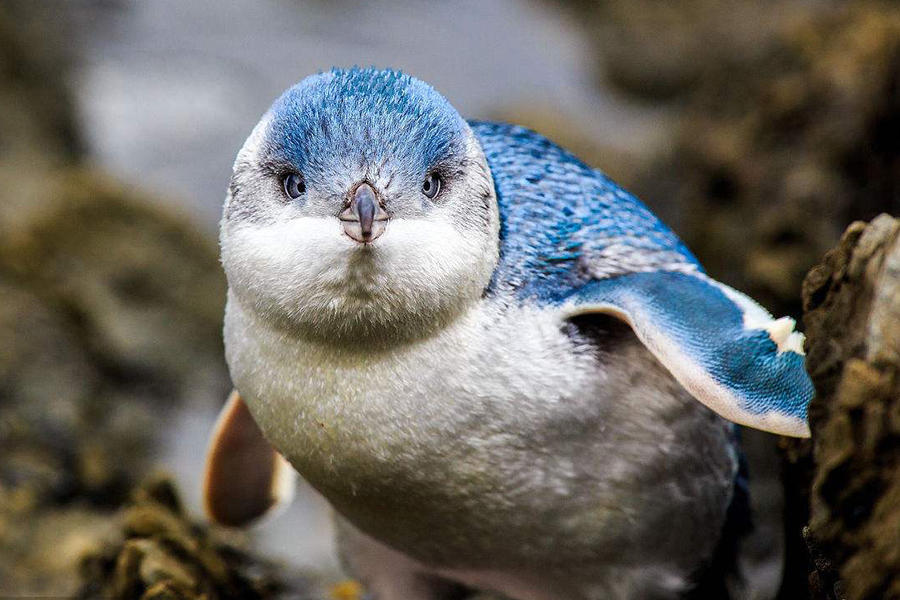 小蓝企鹅,也称蓝企鹅,是企鹅家族中体型最小的,也是唯一一种有蓝色
