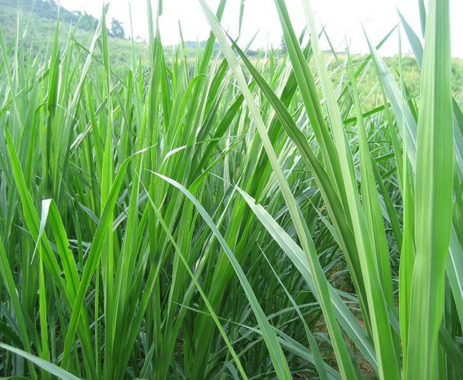 皇竹草与甜象草和的外观图片比较