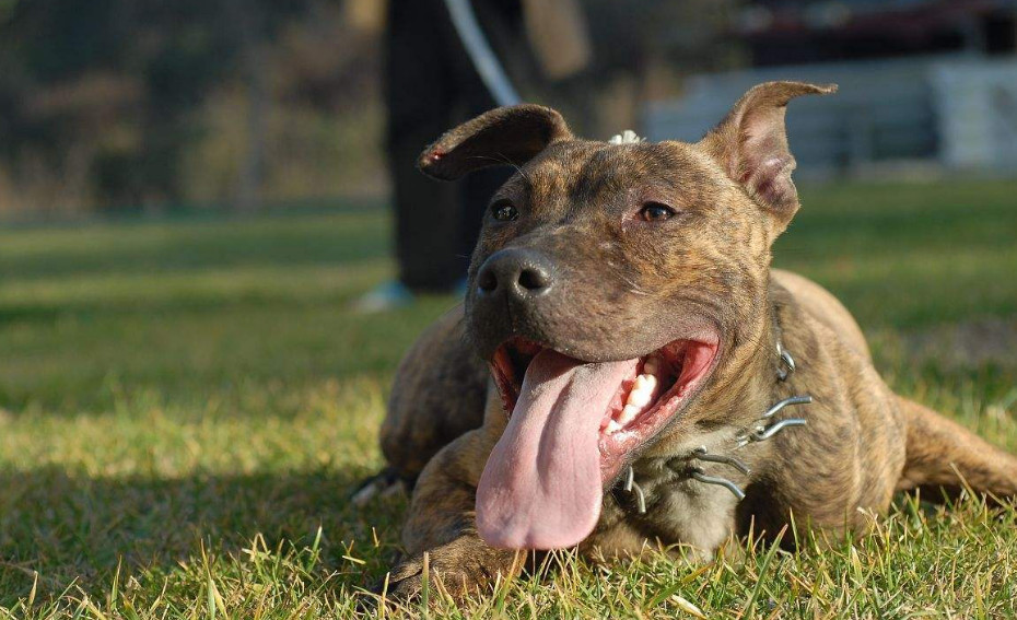 哪些品种的狗能打得过比特犬?