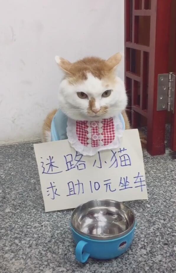现在的网友就喜欢和猫咪玩,让猫咪和狗狗做各种搞笑的行为.