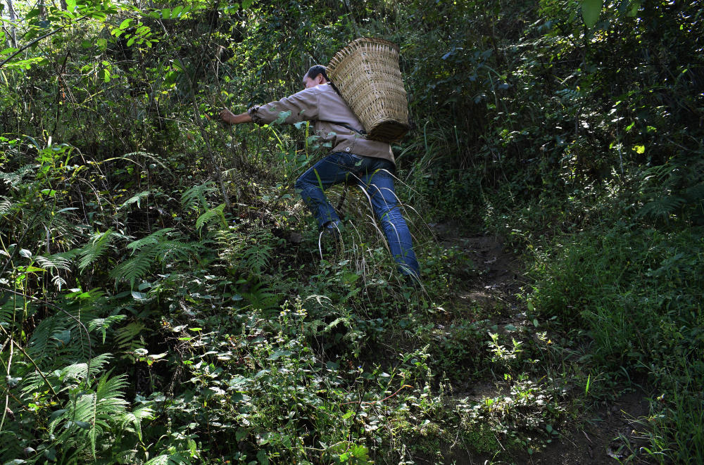 女童重病,趴着睡,吗啡,止痛,上山采药