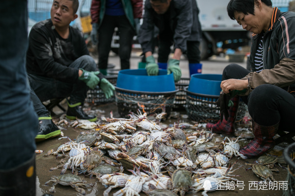 青岛渔民喜获丰收:拣海蟹漫天飞舞,最大的鱼有上千斤
